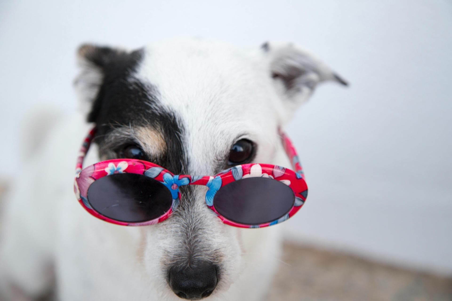 Best Vets in Stratford-upon-Avon